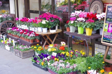 「花周」　（栃木県宇都宮市）の花屋店舗写真3